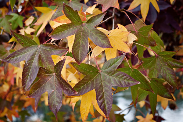 autumn greens and yellows