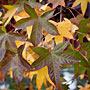autumn greens and yellows