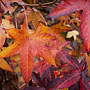 autumn orange