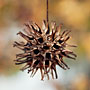seed pod