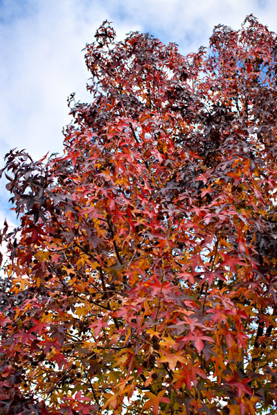autumn reds