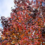 autumn reds