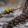 a splash of yellow