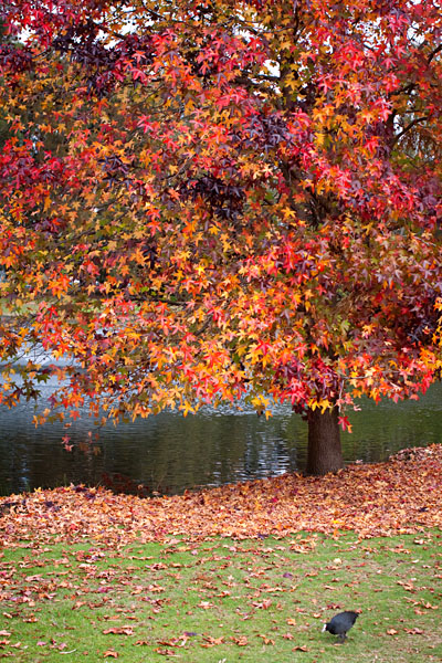 autumn reds turning into a carpet of leaves