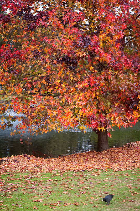 autumn reds turning into a carpet of leaves