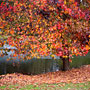 autumn reds turning into a carpet of leaves