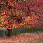 autum leaves