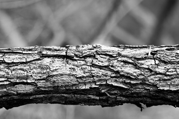 bark detail