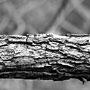 bark detail