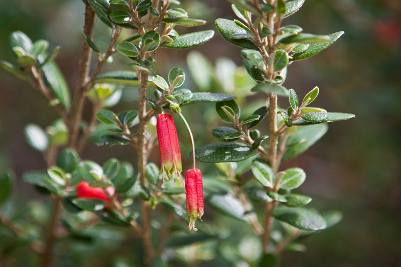 Nematolepis phebalioides