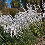 Tree Smokebush
