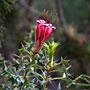 Prickly Honeysuckle