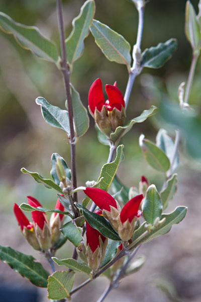 Swan River Pea