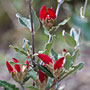 Swan River Pea