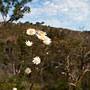 everlastings