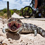 bobtail