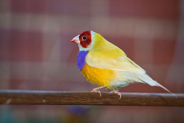 adult male double factor yellow back Gouldian finch
