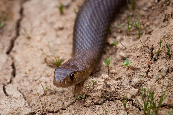 dugite snake