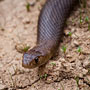 dugite snake (pseudonaja affinis)