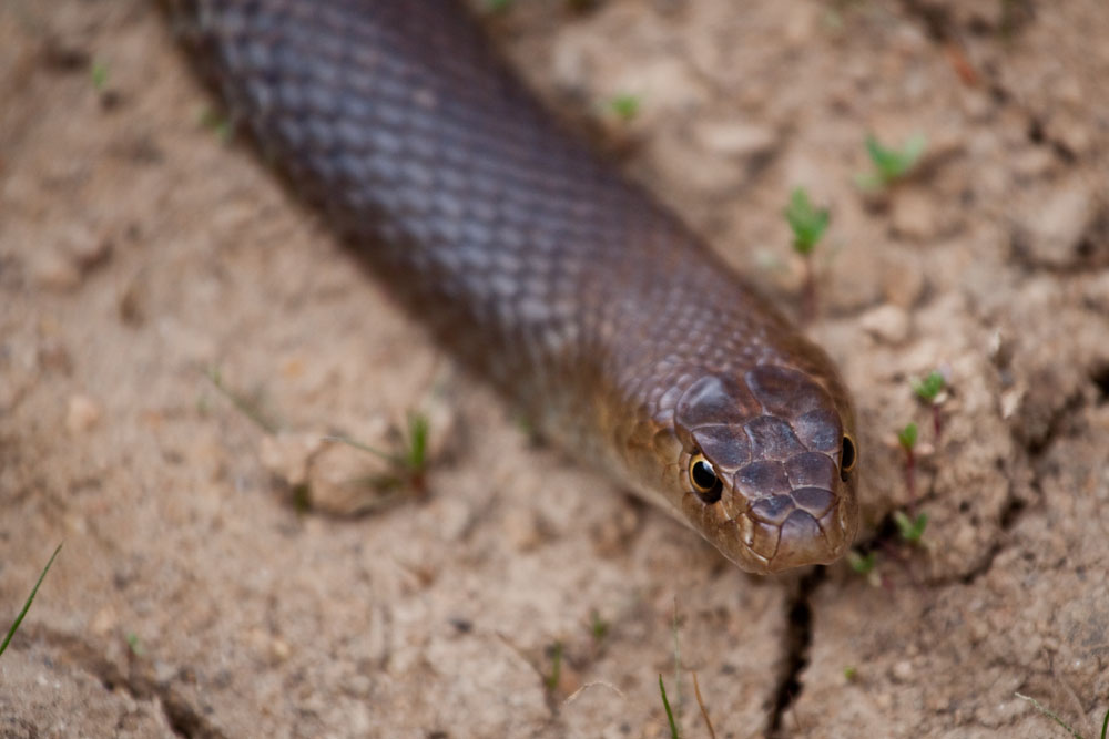 dugite snake (pseudonaja affinis)