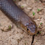 dugite snake (pseudonaja affinis)