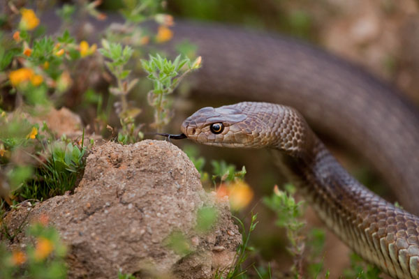 dugite snake (pseudonaja affinis)