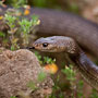 dugite snake (pseudonaja affinis)