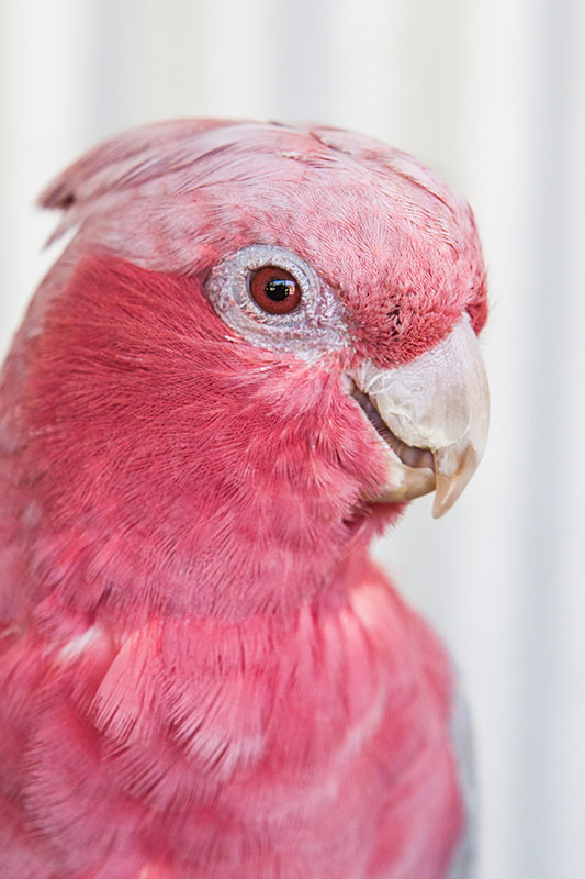 galah