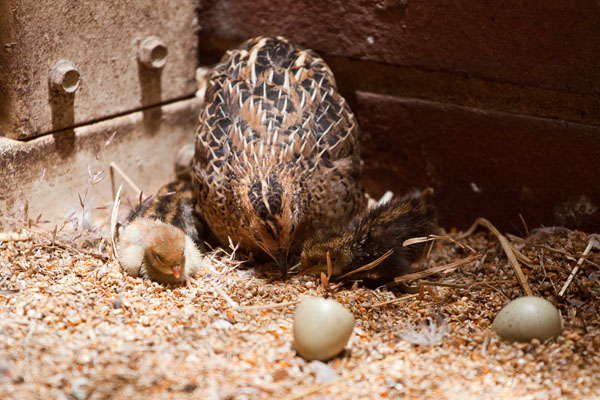 three baby quails