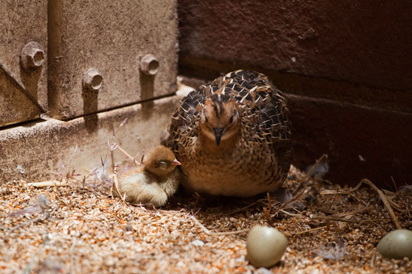 snuggling up to mother