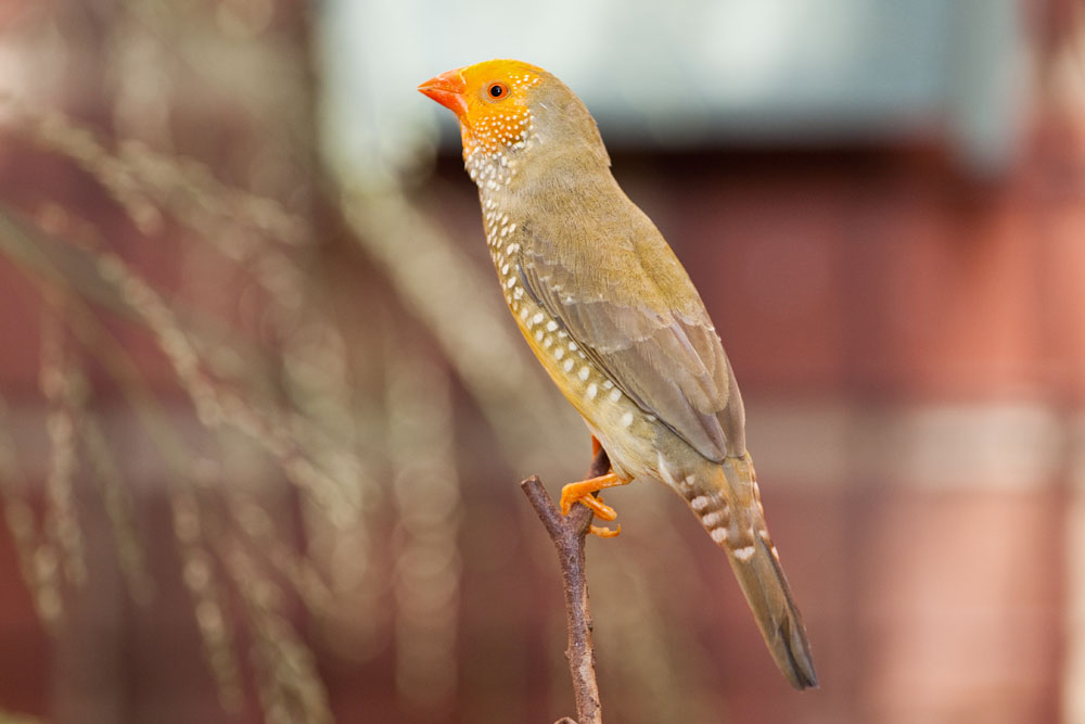 yellow-head star finch