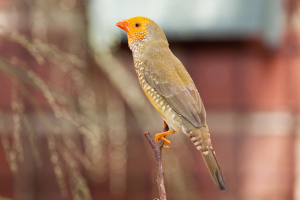 yellow-head star finch