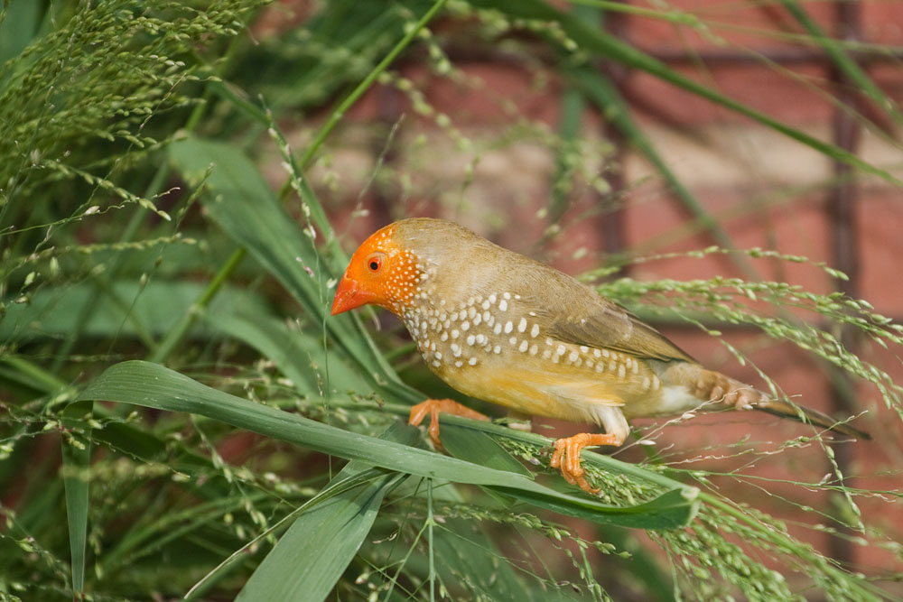 yellow-head star finch