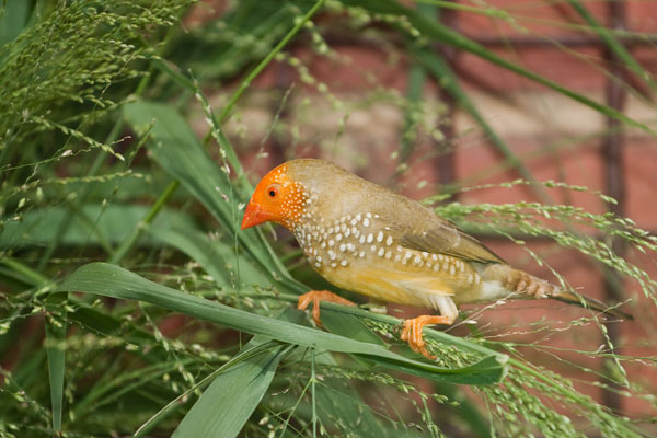 yellow-head star finch enjoying fresh grass seed