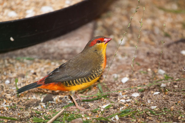 male yellow-breasted waxbill finch