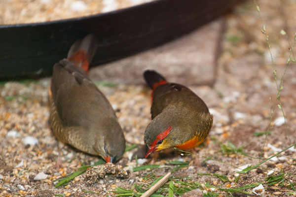 pair of yellow-breasted waxbill finches