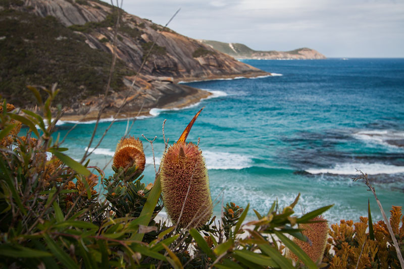 banksia at the Salmon Holes