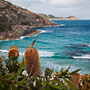banksia