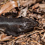 King's Skink
