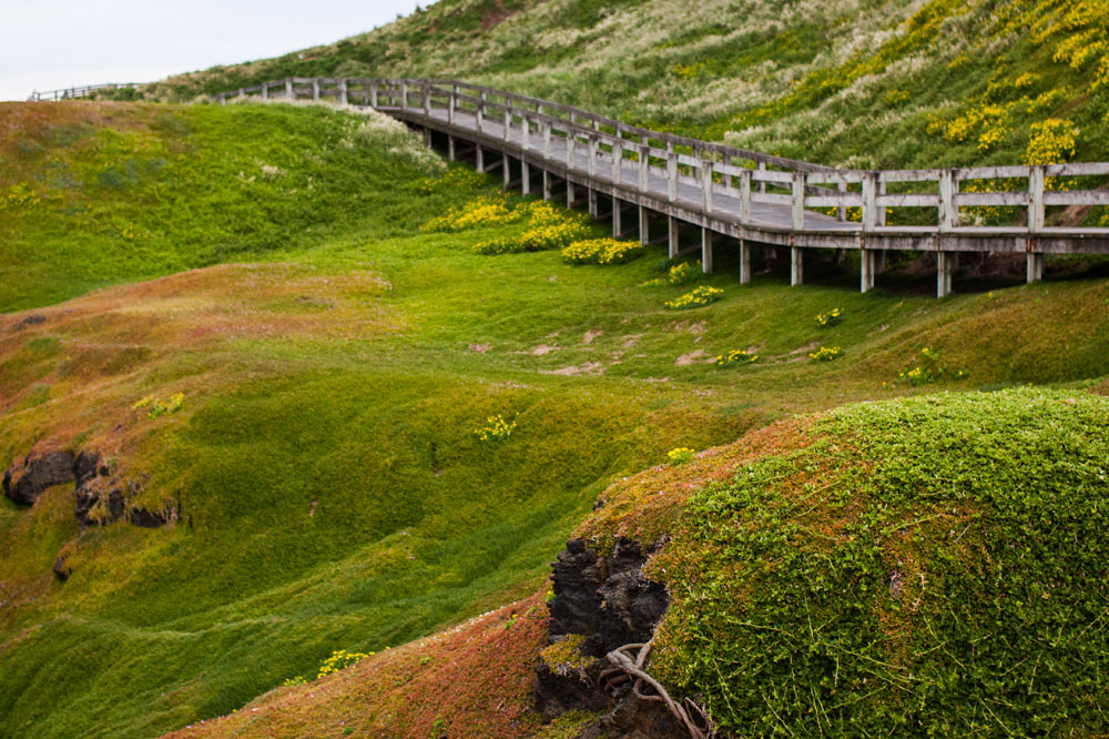 boardwalk through the greenery