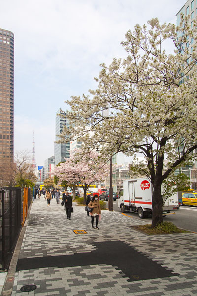 cherry blossoms streetside