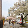 cherry blossoms streetside