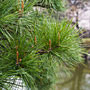pine needles
