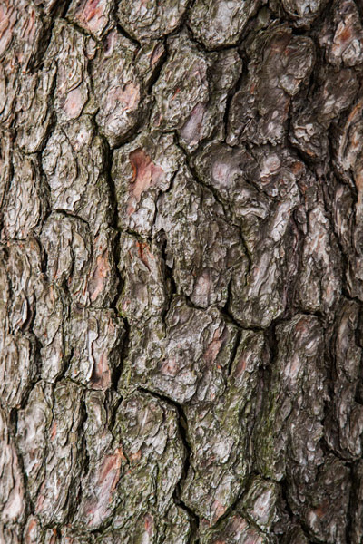 pine bark