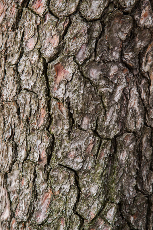 pine bark