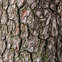 pine bark