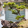 pine tree