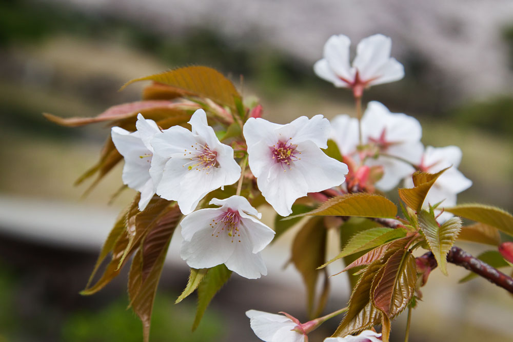 cherry blossoms