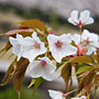 cherry blossoms