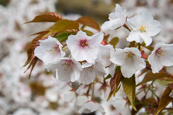 cherry blossoms